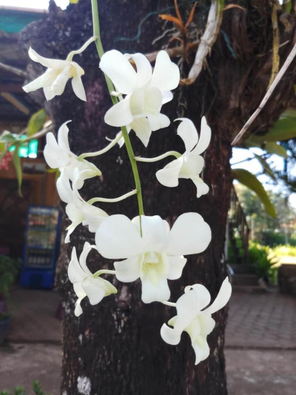 Xuanmai Garden Resort Pakse Exterior photo