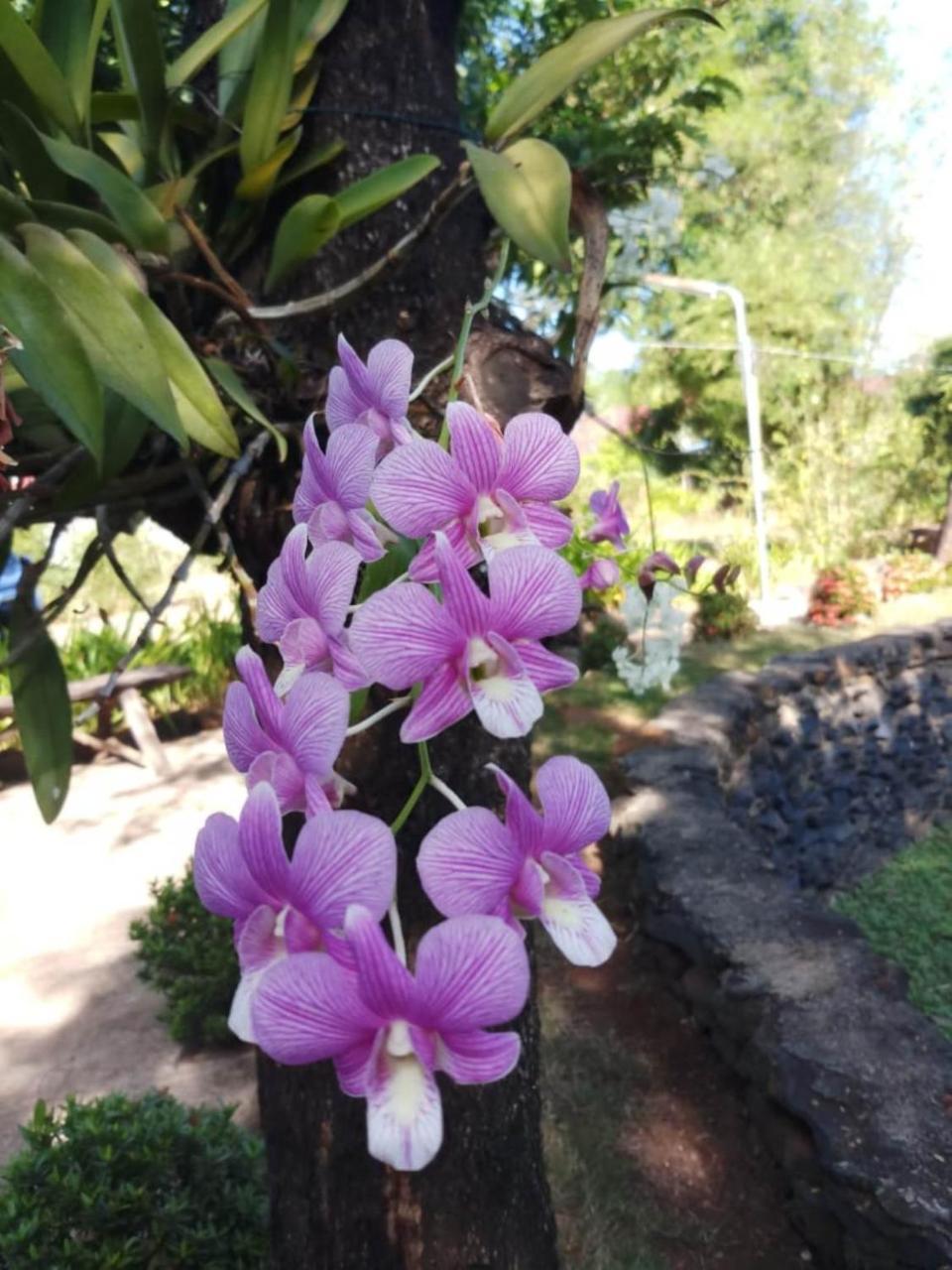 Xuanmai Garden Resort Pakse Exterior photo