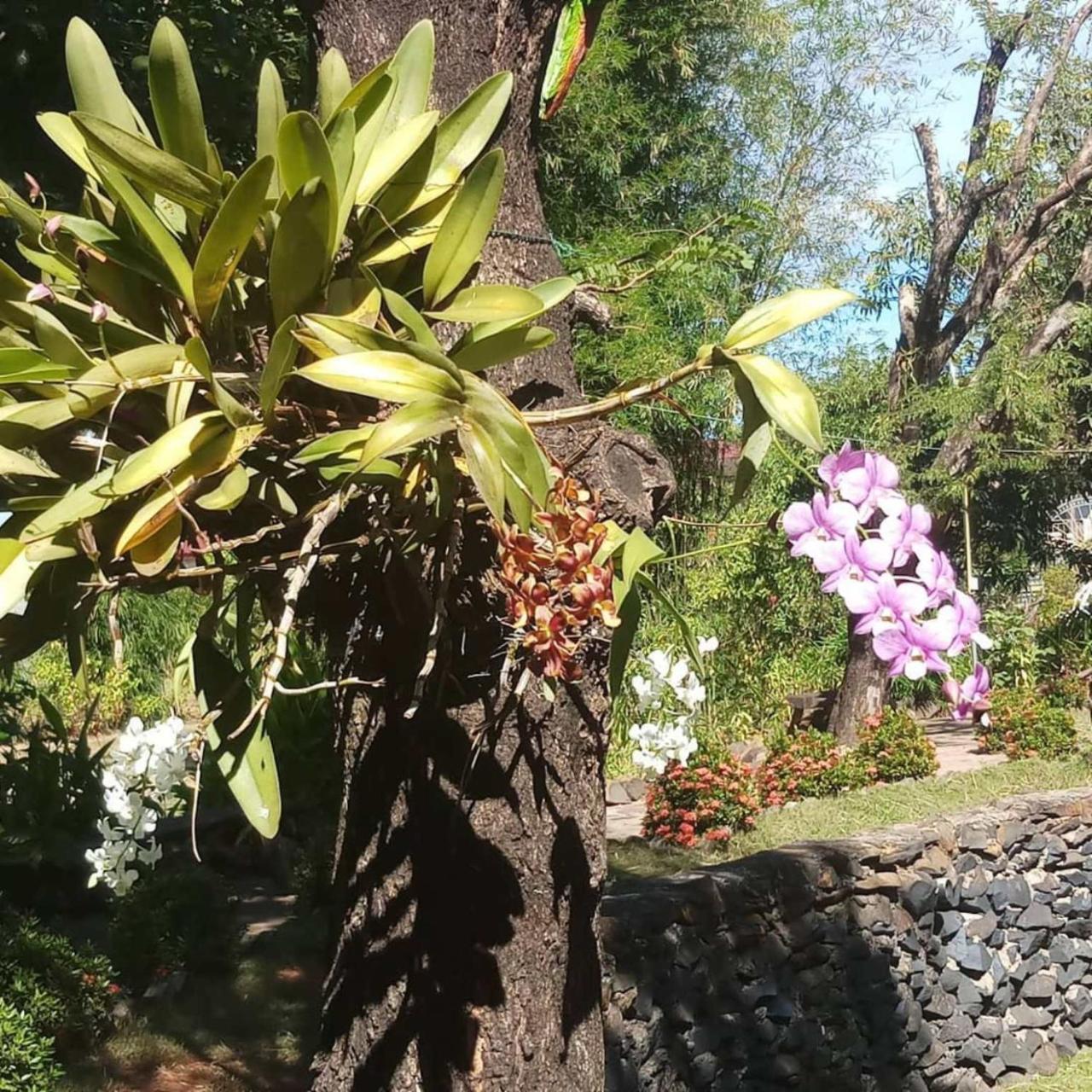 Xuanmai Garden Resort Pakse Exterior photo